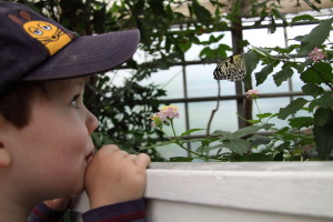 Ein Ausflug in den Schmetterlingspark brachte uns die kleinen Flattermänner näher und der Baron beobachtete mit Konzentration, was vor ihm herflog.