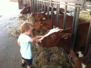 Auch habe ich mit dem Auserwählten einiges Sachen mal ganz allein gemacht. Und so besuchten wir den Bauerhof und er konnte ganz in Ruhe Kühe streicheln.